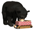 bear eating animated