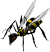 wasp clipart images
