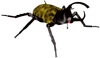 beetle graphic