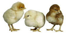 chicks animated