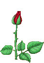 blooming-rose-red.gif