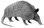 armadillo standing