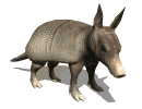 armadillo searching animated
