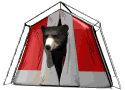 bear inside a tent animated