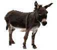donkey animated