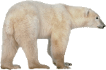 polar bear