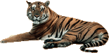 tiger