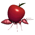 ant apple