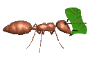 ant leaf animated