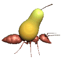 ant pear