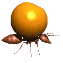 Florida ant