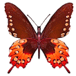 bright animated butterfly