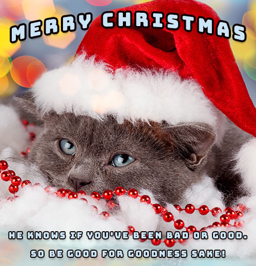 Merry Christmas cat Santa