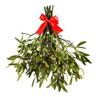 mistletoe