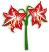 small version of amaryllis