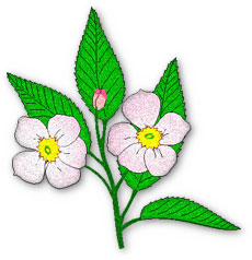 apple blossom clipart