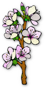 apricot flower clipart