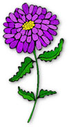 smaller aster flower