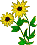 transparent version of the yellow daisy