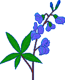 transparent version of a bluebonnet .gif