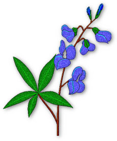 Bluebonnet flower