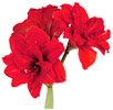 Dark Red Amaryllis