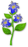 blue bellflower