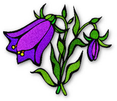 dark purple bellflower