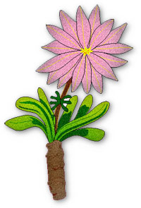 bitterroot flower clipart