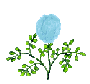 blue flower opening animated