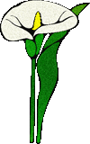 transparent calla flower .gif file