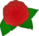 red and green flower with transparent background
