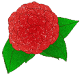 animated camellia transparent for white web pages