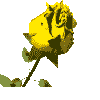growing yellow rose animated