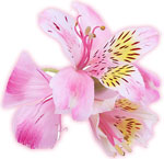 pink orchid