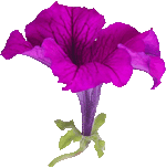 petunia purple