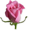 single rose pink
