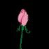 animated pink rose