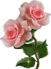 2 pink roses with animation