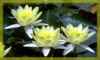 yellow flowers on a pond