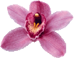 single purple flower transparent gif