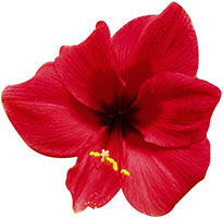 red flower