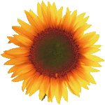 sunflower transparent