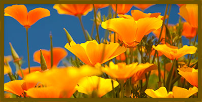 yellow flowers