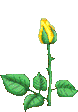 yellow rose blooming animated