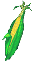whole corn animated