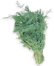 bunch of fresh dill