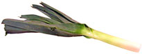 fresh leek