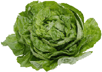 bibb lettuce