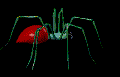 spider